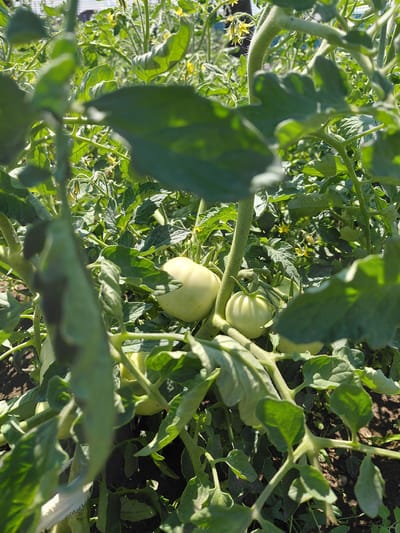 This image depicts a close-up view of a tomato plant with several green tomatoes and yellow flowers in the foreground, partially obscured by large green leaves. The tomatoes are round and pale green, with some appearing slightly larger than others. The plant is growing in dark soil, with a hint of a greenhouse structure visible in the blurred background, suggesting an agricultural setting. The scene appears to be outdoors on a sunny day, as indicated by the bright lighting and shadows. The location is identified as a rural area in Ертіс ауылдық округі, Kazakhstan, which is a village district within the Pavlodar Region of Kazakhstan. The overall impression is one of a healthy, growing tomato plant in a cultivated environment.