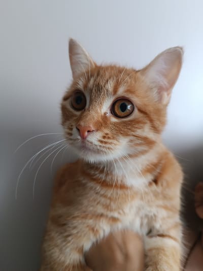 The image is a close-up, portrait-style photograph of an orange tabby kitten. The kitten is looking to the left of the frame with large, expressive brown eyes. Its fur is predominantly orange with darker tabby stripes. White whiskers extend outwards from its muzzle, and its nose is a pinkish hue. The background is a plain, light-colored wall, which is slightly out of focus, emphasizing the kitten as the subject. There is a hint of a person's hand holding the kitten visible in the lower right corner of the image, partially obscured by the kitten's fur. The lighting appears to be soft, coming from the left, creating subtle shadows on the kitten's face. There is no discernible information within the image that places it in or around the city of Эркен-Шахар, Russia.
