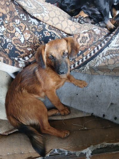 A medium shot shows a medium-sized, brown-and-black dog lying on a sofa covered in patterned fabric. The dog is facing the camera with its head tilted slightly. Its eyes are open, and it appears to be resting. The sofa is old and worn, with visible signs of use. The background is indistinct, but it appears to be an indoor setting, likely a home. The scene is likely located in Sadovoe, Kyrgyzstan, given the context of the prompt.