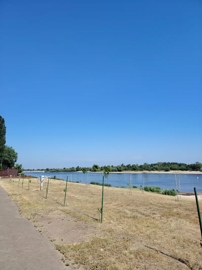 The image depicts a wide, calm river flowing through a semi-urban landscape under a clear blue sky. On the left bank, a paved walkway runs parallel to the river, bordered by dry, yellowish grass and young trees supported by green stakes. A small building with a brown roof and a portion of a fence are visible behind the walkway. The river itself is a vibrant blue, reflecting the sky, and a lush green treeline densely covers the opposite bank. In the distance, a bridge spans the river, with the cityscape faintly visible beyond. The scene appears to be a park or recreational area along the Pripyat River in Mazyr, Belarus, likely during a sunny day in warmer months.