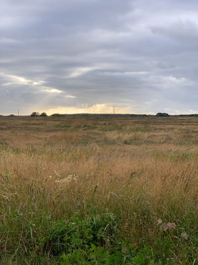 This image depicts a wide, open field of dry, golden grass with patches of green vegetation in the foreground. The sky above is overcast with dramatic clouds, through which shafts of sunlight break, illuminating a portion of the horizon. In the distance, the treeline is visible, dotted with a few trees and a utility pole. The scene is tranquil and natural, suggesting a rural or undeveloped landscape. While the city of Trzęsacz, Poland, is mentioned, there are no specific landmarks or identifiable features in the image that confirm this location. The image shows no people or animals, and no actions or interactions are taking place. The environment is characterized by its vastness and the dominance of natural elements.