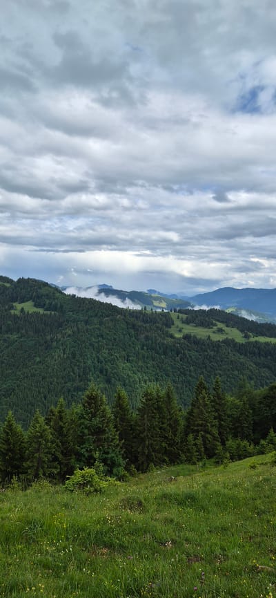 The image displays a vertical landscape photograph capturing a mountainous region, identified as being in Erl, Austria. The upper two-thirds of the frame are dominated by an overcast sky, characterized by dense, grey stratocumulus clouds with interspersed brighter white areas and faint patches of light blue sky visible, particularly towards the upper right.
Below the cloud layer, a series of rolling hills and mountains recede into the distance. These landforms are extensively covered by dark green coniferous forests. In the midground, low-lying mist or clouds are observed settled within valleys and along the contours of the more distant hills, partially obscuring the landscape and indicating high humidity or recent precipitation. Some lighter green clearings or grassy slopes are visible among the distant tree lines.
The foreground, occupying approximately the bottom third of the image, features a lush, verdant grassy slope. This grass is tall and interspersed with numerous small wildflowers, predominantly yellow, white, and purple. A prominent line of large, dark green coniferous trees stands at the transition point between the immediate foreground and the denser forest covering the midground hills. No human figures, animals, or man-made structures are discernible within the frame. The overall lighting is diffused, consistent with an overcast sky.