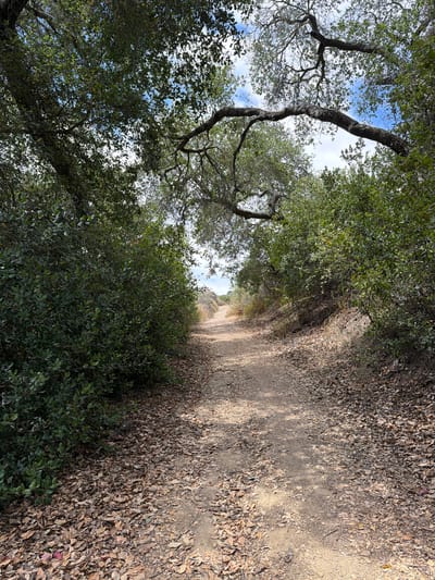 The image depicts a dirt trail in Aliso Viejo, California, United States of America, lined by dense green foliage and overhanging tree branches. The trail is covered in dry leaves, suggesting an autumnal or dry season. Sunlight filters through the leaves, dappling the path with light and shadow. The sky is visible through the canopy, with scattered clouds. The scene appears to be a natural park or wilderness area, devoid of any people or man-made structures within the frame.
