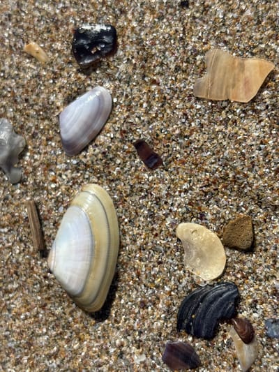 The image is a close-up, overhead shot of various seashells and small stones scattered on a sandy beach. The sand is composed of small, multi-colored grains, predominantly beige, brown, and white, with some flecks of pink and purple. Several seashells are visible, including a large, elongated white and yellow shell with concentric rings, a smaller, iridescent purple shell fragment, and a dark, curved shell fragment with prominent ridges. There are also smooth, light-colored stones and a dark, irregular piece of what appears to be sea glass or a polished stone. A small, thin piece of driftwood lies horizontally near the center left of the frame. The lighting suggests it is daytime, with highlights on the wet surfaces of the shells. The scene is one of natural beach debris, likely found along the coast of Rezovo, Bulgaria. There are no people or actions depicted in the image.