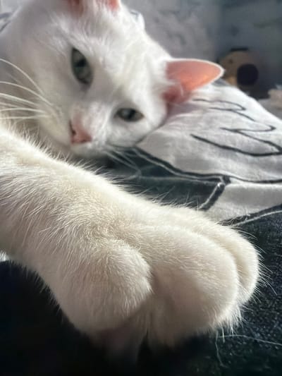 A white cat is lying on a patterned surface. The cat's left paw is extended towards the upper left of the frame. The cat's head is tilted, and it is looking towards the viewer. The location of Novosergievka, Russia, is not evident in the image.