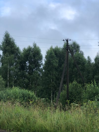 A photograph taken in Zimnitsy, Russia, captures an overcast sky above a dense line of green trees, primarily birches with their distinctive white bark visible amongst the foliage. In the foreground, a power pole made of dark wooden beams stands vertically, supported by diagonal wooden braces. Power lines are strung horizontally across the frame, passing above the trees. Below the trees and power pole, tall, wild grasses and various green bushes dominate the landscape. The overall scene suggests a rural or semi-rural environment under a cloudy sky.