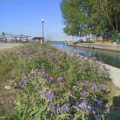 The image depicts a canal in Limani Litochorou, Greece, on a clear, sunny day. In the foreground, a dense patch of low-lying plants with small purple flowers and yellow centers is in bloom, bordering a concrete embankment. The canal itself is calm with reflections of the sky and surrounding greenery on its surface.
Along the canal's edge, a concrete walkway is visible, with several boats docked on the opposite side. Further in the background, a stone breakwater can be seen extending into the sea, with more boats moored in the harbor. Trees line the bank on the far side of the canal, providing shade. There are also a few streetlights visible along the path near the boats, and a wooden structure that appears to be part of a dock or storage area. No people are clearly visible in the image.