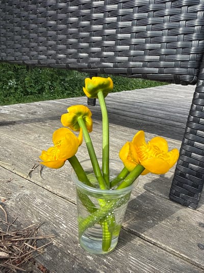 A clear plastic cup containing a bouquet of four yellow marsh marigold flowers with green stems stands on a weathered wooden surface. The flowers are in various stages of bloom. The wooden surface appears to be part of an outdoor table or deck. In the background, a woven black chair is partially visible, and beyond that, green foliage. The scene is set outdoors, likely in a natural or garden setting, possibly in the vicinity of Zamosh'e (Zaklinskoe S/P), Russia, given the context. The lighting suggests it is daytime. There are no people or animals present in the image.