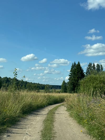 This image depicts a dirt road winding through a grassy field under a bright blue sky with scattered white clouds. The road is central to the composition, appearing slightly worn and marked with tire tracks. Tall, dry grasses line both sides of the road, interspersed with some green vegetation and small wildflowers, predominantly in shades of yellow and purple. In the background, a dense line of dark green trees forms a forest edge, with a few taller evergreen trees, likely fir or pine, standing out amongst them. The sky occupies roughly the upper half of the image and is clear blue with fluffy, white cumulus clouds. The scene is serene and appears to be a rural or natural landscape, possibly on the outskirts of Portovoe, Russia, given the typical vegetation and terrain found in such regions. There are no people or animals visible in the frame. The overall impression is one of a peaceful summer day in the countryside.