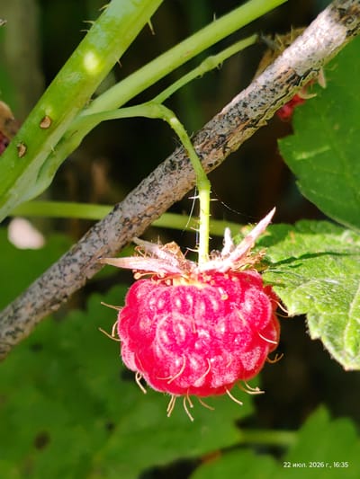 A close-up, low-angle outdoor shot captures a single, ripe, bright red raspberry hanging from a thorny branch. The raspberry is detailed with visible drupelets and small, reddish-brown sepals at its base, some of which have fine, white hairs. A thin strand of spiderweb is visible extending from the stem of the raspberry to a green leaf in the background. The branch supporting the raspberry is a mix of light gray and brown, with a rough texture and some white powdery residue. Green leaves and thorny stems of the raspberry plant are prominent in the background, rendered in a shallow depth of field. The lighting suggests it is daytime, with natural light illuminating the raspberry and the surrounding foliage. The bottom right corner of the image contains a timestamp in Russian: "22 июля. 2026 г., 16:35", which translates to "July 22, 2026, 16:35". The location of Викторовка, Kazakhstan, is not discernible from the visual information presented in the image itself.
