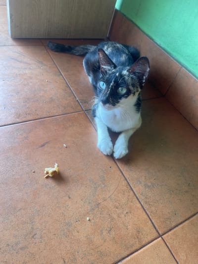 A tortoiseshell kitten with bright blue eyes lies on an orange tiled floor. The kitten is partially facing the camera, with its front paws tucked beneath it. Its fur is a mix of black, white, and tan. A small piece of food, possibly rice or bread, is visible on the floor near the kitten. In the background, a light wooden cabinet and a green wall are present. The image appears to be taken indoors.