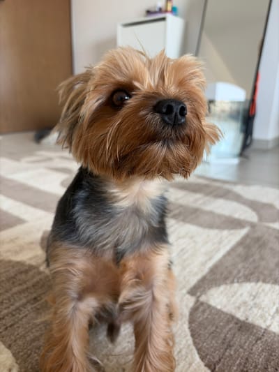 A Yorkshire Terrier dog is sitting on a rug with a geometric pattern. The dog has tan and gray fur, with longer tan fur around its face and ears. Its dark eyes are looking towards the right of the frame, and its black nose is prominent. In the background, out of focus, are a door, a white cabinet, and a large mirror. The scene appears to be indoors, likely in a residential setting within Agios Athanasios Municipality, Cyprus.