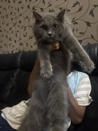 A person holds up a large, fluffy gray cat with amber eyes in front of a patterned wallpaper and a black leather couch. The person is wearing a light-colored t-shirt with horizontal stripes and a blue speckled pattern on the upper chest. The cat's fur is long and appears soft, with a bushy tail. The background shows a light-colored wallpaper with a dark, scrolling floral pattern. The scene appears to be indoors, possibly in a home in Kalijaten, Indonesia.