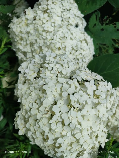The image displays a close-up view of two white hydrangea flower clusters against a background of dark green foliage. The flowers are densely packed with small, delicate petals. The lighting suggests it is daytime, with shadows cast on the foliage. In the lower left corner, the text "POCO X5 PRO 5G" is visible, indicating the device used to capture the photograph. In the lower right corner, the timestamp "12.07.2026 13:54" is present. The scene appears to be an outdoor setting, likely a garden or park. There are no people or animals depicted in the image. The location is stated to be Lypivka, Ukraine.