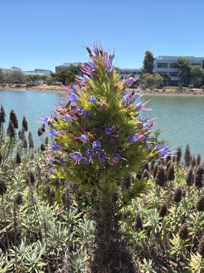 This media file depicts a close-up view of a flowering plant with numerous small, blue and purple blossoms, some with vibrant pink stamens. The plant has dense green foliage and appears to be growing outdoors. In the background, a body of water, possibly a lake or bay, is visible, reflecting the clear blue sky. Behind the water, a modern-looking building with multiple windows and trees can be seen. The lighting suggests it is daytime, likely sunny. The overall scene suggests an outdoor environment, possibly a park or garden area near a waterfront and urban development. No people are visible, and no text is present in the image. The image's orientation is such that the subjects are viewed sideways.