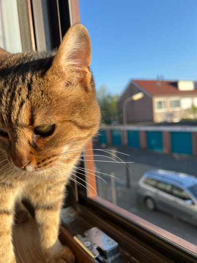 A close-up, high-angle view depicts a brown tabby cat resting on a dark brown windowsill. The cat's head is prominent, showing its left ear, whiskers, and green eye. Outside the window, the background includes a blue sky, the roof of a brick building, and a blurred car on a street. The location is likely Beverwijk, Netherlands based on the architectural style and street scene elements. The lighting suggests a sunny day.