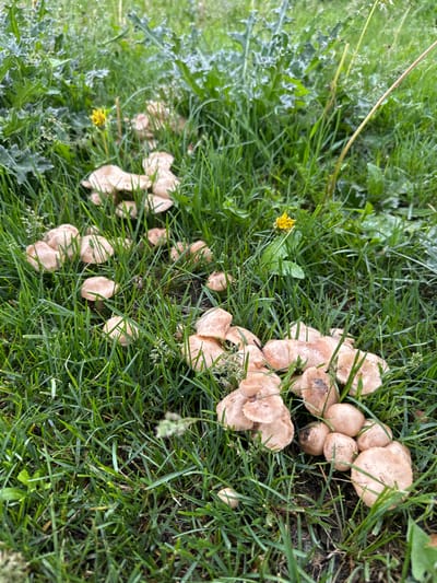 A cluster of light brown mushrooms are growing in a patch of green grass, with some yellow wildflowers visible in the background. The scene is located in Abzakovo, Russia.