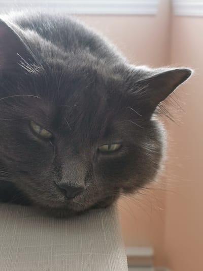A close-up, eye-level shot shows a fluffy gray cat with green eyes resting on a light-colored, textured surface, possibly a couch or chair. The cat's head is angled downwards, with its ears slightly visible and its fur appearing soft and long. The background is a soft peach color, suggesting an indoor environment. The lighting is natural, coming from above and to the left, creating highlights on the cat's fur and casting a gentle shadow. There are no people or any other discernible objects in the frame. The image is focused on the cat's face and upper body.