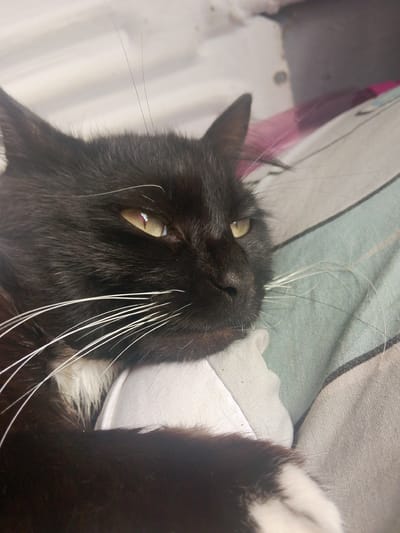 This is a close-up, eye-level, eye-level shot of a black cat with white markings, lying on a bed. The cat's fur is predominantly black, with white fur visible on its chest and paw. The cat has piercing yellow eyes and prominent white whiskers. It appears to be resting or sleeping, with its head turned to the side, and its eyes partially closed. The background consists of bedding with a striped pattern in shades of blue, gray, and white. The lighting suggests it might be daytime, with soft natural light illuminating the scene. The overall mood is peaceful and serene.