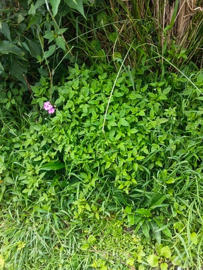 The image displays a close-up, overhead view of a dense, lush green natural environment. Various types of foliage dominate the frame, including broad-leafed plants, smaller ground cover, and numerous blades of grass, creating a rich tapestry of textures and shades of green.
In the upper-left portion of the image, a small cluster of two vibrant pink flowers stands out against the abundant greenery. These delicate blooms are nestled among the leaves, providing a focal point and a subtle splash of contrasting color. The vegetation appears healthy and abundant, suggesting a thriving ecosystem.
The lighting is bright and even throughout the scene, characteristic of daytime conditions, possibly under an overcast sky or during a period of diffused sunlight, as there are no harsh shadows. No human activity, man-made objects, or specific events are depicted; the scene captures a static moment of natural growth. The setting appears to be an untamed or uncultivated area, rich in plant life. This natural landscape is located in the Nebilver (Tegal) Admin Centre, Papua New Guinea. There is no visible text within the image.