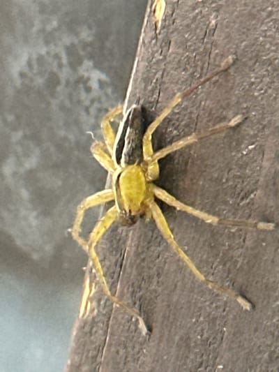 A spider clings to a weathered wooden surface. The spider has eight legs and a yellow-green body. A portion of its body is concealed by a dark object, possibly prey. The location of the photograph is Bogdanci, North Macedonia, as indicated in the prompt.