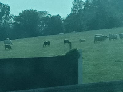 The image depicts a herd of cattle grazing in a grassy field, likely on the outskirts of Třemošnice, Czechia. The animals are scattered across a gentle slope, with a dark, blurred fence or barrier in the foreground obscuring the lower portion of the scene. In the background, dense trees create a dark, silhouetted line against a muted sky. The overall impression is one of a rural, pastoral setting.