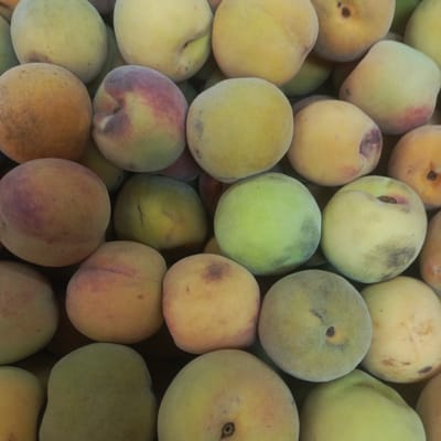 The image is a close-up, overhead view of a large pile of ripe peaches. The peaches are of varying sizes and colors, ranging from pale yellow and green to pink and reddish hues, with some showing slight blemishes. They are densely packed, with only glimpses of the surface they are resting on, which appears to be a dark, possibly wooden, surface. There are no people or discernible background elements that would indicate a specific location within Los Teques, Venezuela, or any other city. The scene is simply a still life of fruit.