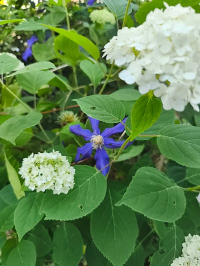 A close-up, eye-level, medium shot captures a vibrant garden scene with a focus on flowers and foliage. In the foreground, a cluster of small, white flowers, likely hydrangeas, is visible on the left. To the right, a larger, more diffuse cluster of white hydrangeas is partially in focus at the top of the frame. A striking, star-shaped deep purple clematis flower with a light yellow stamen is positioned centrally, slightly behind the foreground flowers. Lush, green leaves with serrated edges surround the blooms, creating a dense canopy. The background is softly blurred, hinting at more greenery and possibly other flowers in a natural setting. The lighting suggests it is daytime, with natural light illuminating the scene. The image is devoid of any human presence, vehicles, or urban structures, conveying a sense of natural beauty. The specific location within Marinka, Bulgaria, is not identifiable from the visual information presented.