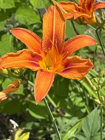 The image shows a close-up of an orange daylily in bloom. The flower is the central focus, with its vibrant orange petals unfurling and showcasing its yellow center and prominent stamens. The background consists of lush green foliage, suggesting an outdoor setting. There are also other daylilies or buds visible in the background, some in focus and some blurred. The lighting suggests it is daytime, with sunlight illuminating the flower. The scene appears to be in a garden or natural setting, possibly in Novaya Usman', Russia, though no specific landmarks are identifiable.