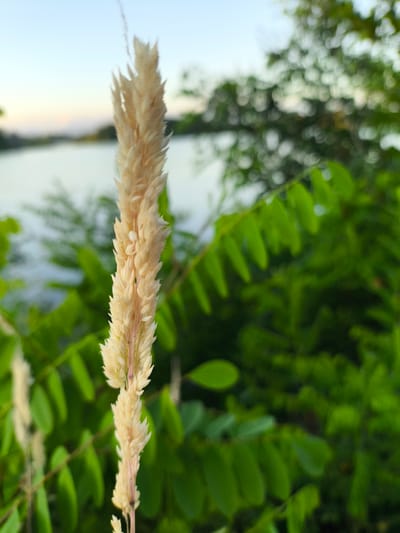 The image shows a close-up of a dry, light-colored plant stalk with a feathery texture, possibly a grass seed head, positioned in the foreground and slightly off-center to the left. The stalk has a pinkish stem visible in places. Behind the stalk, lush green foliage fills the middle ground, with individual leaves appearing somewhat blurred due to the shallow depth of field.
In the background, a body of water, likely a lake or river, stretches across the frame, reflecting the soft light of the sky. The water appears calm. Beyond the water, a distant shoreline is visible, with hints of trees or vegetation. The sky above is a pale blue with a subtle gradient, suggesting either early morning or late afternoon light.
The overall mood is serene and natural. The focus on the foreground plant creates a sense of intimacy with nature, while the blurred background adds to the peaceful atmosphere. There are no people or visible text in the image. The setting appears to be outdoors, near a body of water, surrounded by greenery. The natural light and soft focus contribute to a tranquil and somewhat pastoral feel.