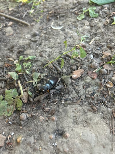 The image shows a close-up, ground-level view of a dark-colored beetle with prominent mandibles resting on dry, greyish soil. The beetle is positioned on the right side of the frame, partially obscured by dry leaves and twigs. Small green plants with delicate leaves are scattered throughout the scene, particularly on the left side. The ground appears to be a mixture of soil, small pebbles, and organic debris. The lighting suggests an outdoor environment, likely during daylight hours. The location within Velykyi Trostianets, Ukraine, is not discernible from the image itself.