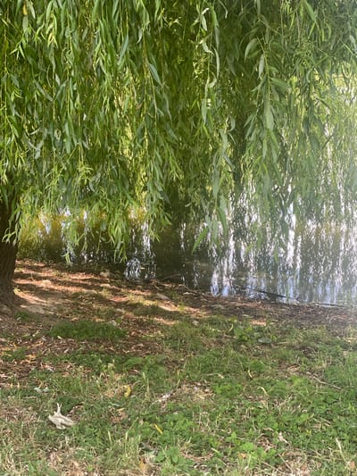 The image depicts a natural scene featuring a weeping willow tree with its long, drooping branches reaching towards the water's edge. The foreground is covered in grass and fallen leaves, with some scattered stones. The water in the background reflects the sunlight and the greenery of the surrounding environment. There is no indication of people or specific structures that would place it in Briceni, Moldova.