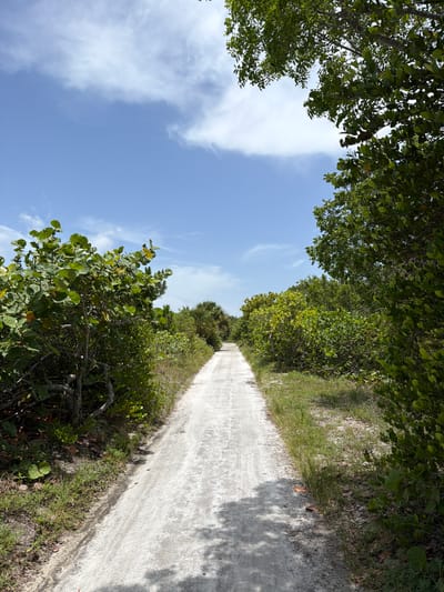 The image depicts a sandy path winding through lush green vegetation under a bright blue sky with scattered white clouds. The path is composed of light-colored sand and gravel, with shadows of trees cast across its surface. On either side of the path, dense foliage, including trees and bushes with broad green leaves, thrives. The scene appears to be an outdoor natural environment, possibly a park or a trail, in North Miami, United States of America. No people or animals are visible in the image.
