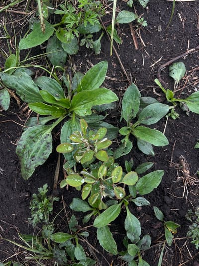 The image presents a close-up, top-down view of a patch of earth. The ground appears dark and moist, with scattered plant life. There are multiple broadleaf plants, possibly plantain, with varying shades of green and some showing signs of damage or discoloration. One plant has distinct spots, potentially indicating disease. Adjacent to these are smaller, finer-leaved plants. A twig lies among the vegetation and bare earth. The overall impression is of an uncultivated, natural area. Location details are not discernible from the image alone and therefore the city of Gvozdevo, Russia is not represented.