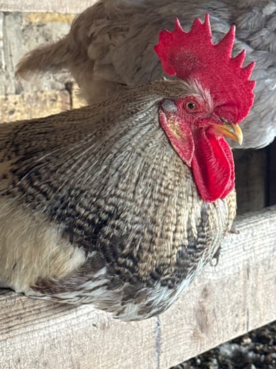 A rooster with a red comb and wattle sits on a wooden perch. The rooster has speckled brown and white feathers. Another bird with grey feathers is visible behind it. The background appears to be a rustic structure with a brick wall. The scene is located in Shcherbanka, Ukraine.