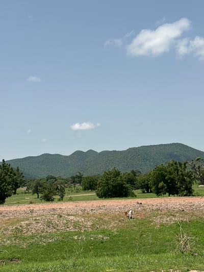 In the city of Atawa, Nigeria, a pastoral landscape unfolds under a clear blue sky with scattered white clouds. In the foreground, lush green grass transitions to a patch of dry, tilled earth, where a young goat with brown and white markings grazes. Beyond this field, a diverse array of trees with dense green foliage dots the landscape, creating a textured backdrop. In the distance, rolling green hills rise, their slopes covered in a dense canopy of trees, creating a majestic natural horizon. The overall scene evokes a sense of tranquility and rural life.