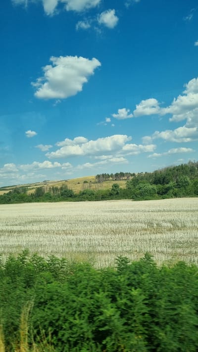 A vertical, outdoor, eye-level shot captures a landscape under a bright blue sky dotted with fluffy white clouds, in Radomirtsi, Bulgaria. In the foreground, a dense band of vibrant green bushes blurs due to motion, suggesting the viewer is in transit. Behind the bushes, a vast field stretches across the middle ground, appearing to be a harvested crop, with rows of light-colored stubble. The background features a gentle, sloping hill, partially covered in dry, golden grass, and a line of dark green trees and scattered dead trees forming a dark line across the horizon. The overall impression is one of a rural, sunlit countryside scene.