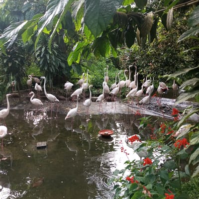 A flock of bright pink flamingos is gathered near the edge of a murky pond. The birds are standing on their long, thin legs, with their necks curved gracefully. Some of them have their heads down, appearing to feed or drink from the water. The pond is surrounded by lush green vegetation, including large leaves and dense foliage. In the background, more trees and plants create a jungle-like atmosphere. A few red flowers bloom in the foreground, adding a splash of color to the scene. The overall impression is one of a tranquil natural habitat for these exotic birds. This image appears to have been taken in the city of Durin Serugun, Indonesia.