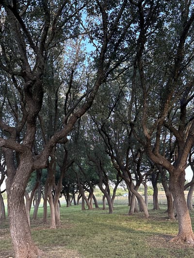 A cluster of mature oak trees with gnarled, thick trunks and dense foliage dominate the frame. The trees are spaced relatively closely together, creating a canopy that filters the light from the sky above. The ground beneath the trees is covered in dry, green grass with scattered fallen leaves and small yellow fruits. In the background, a chain-link fence runs horizontally across the scene, with a light-colored vehicle visible beyond it. The overall setting appears to be an open, natural area, possibly a park or a rural roadside, within the city of Sonora, United States. The image is captured from a low angle, emphasizing the scale and character of the trees.