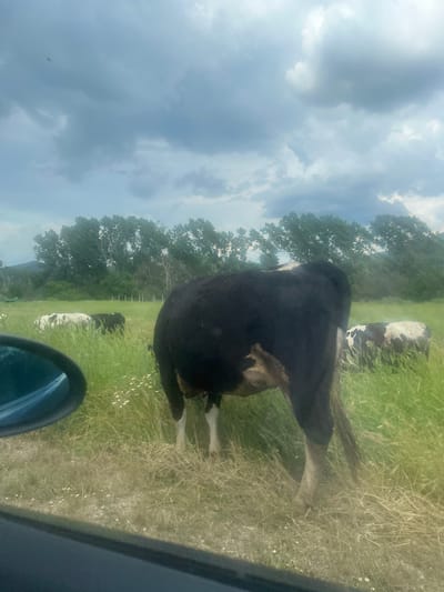 The image depicts a field with several cows. In the foreground, a black and white cow is seen from behind, standing in tall green grass with scattered white wildflowers. To the left, a portion of a car's side mirror and window frame is visible. In the middle ground, a black cow and a black and white cow are grazing in the field. The background features a line of lush green trees and a cloudy sky with some patches of blue. The scene suggests a rural setting, potentially in or around Brezovo, Bulgaria, given the context. There are no people visible in the image. The overall lighting indicates an overcast day, possibly with intermittent sunlight breaking through the clouds.