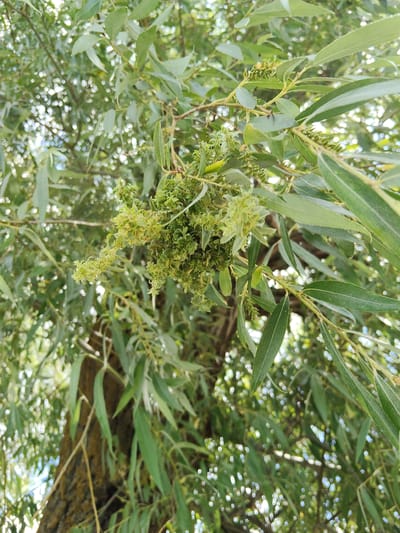 The image shows a close-up of a willow tree in Bilyaivka, Ukraine, with a focus on a cluster of green catkins or developing seed pods. The tree's rough, brown bark is visible in the lower left corner, and its long, slender, green leaves fill the frame, creating a dappled effect with the sunlight filtering through. The catkins are a vibrant, light green and appear to be in an early stage of development, with many small, clustered structures. The background is a soft blur of green foliage and bright spots of light, suggesting a sunny day and a natural outdoor setting.