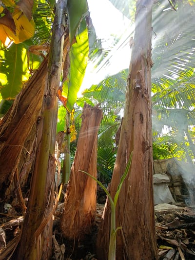 The image captures a close-up, low-angle view of several banana tree trunks in a natural environment. Sunlight streams through the leaves and trunks, creating visible rays of light and a hazy, atmospheric effect. The banana trunks are rough, fibrous, and vary in color from light brown to greenish-brown. Some trunks appear to be older and have peeling bark, while a new shoot emerges from the base of one. In the background, more banana leaves and palm fronds are visible, along with what appears to be some rough, natural stone structures or rock formations. The ground is covered in dry leaves and debris. The scene is set outdoors, likely in a tropical or subtropical region. There are no people or animals visible in the image. The location is identified as Ubitpayaitek, Indonesia.