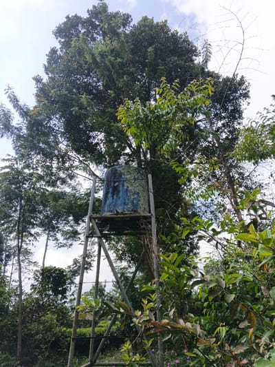 An elevated, cylindrical blue water tank, heavily weathered with extensive patches of light green and white biological growth, is positioned on a metallic support structure in Nanlao, China. The support frame, constructed from grey metal poles forming an inverted pyramidal base, exhibits signs of age and exposure. Dense green foliage, including tall, dark-leaved trees in the background and lighter green bushes and smaller trees in the foreground, surrounds the structure. The sky above is partially visible as a light blue with white cloud fragments, peering through the tree canopy. No individuals or specific actions are present in the scene.