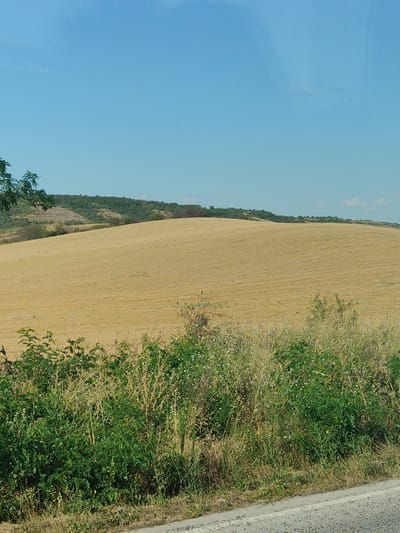 This is a photograph taken from a vehicle, likely on a sunny day, depicting a rural landscape. The foreground features a road with a white line marking its edge, bordered by dense, green vegetation, including tall grasses and shrubs. Beyond this, a vast, golden field stretches across rolling hills, appearing to be a harvested crop or dry grassland. The field is lightly textured with subtle patterns from cultivation or the natural growth. In the background, a line of trees and hills forms a distant horizon under a clear blue sky with a faint haze. A single, dark green tree branch with leaves is visible in the upper left corner of the frame, indicating the perspective is from within a moving vehicle. The location is identified as being in the vicinity of Karaisen, Bulgaria. There are no people or animals visible in the scene, and no actions or interactions are taking place. The scene is static and focuses on the natural environment.