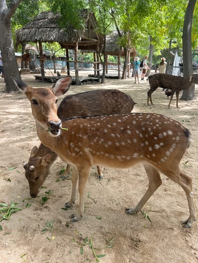 In Hoa Thang, Vietnam, a group of spotted deer are grazing on a sandy ground beneath a canopy of trees. The deer have brown fur with distinct white spots. One deer in the foreground is looking directly at the camera while chewing on a green leaf. Another deer is partially visible in the lower left corner, also eating. In the background, several people are visible, some wearing hats, walking near thatched-roof structures. The environment appears to be an open-air animal enclosure or park.