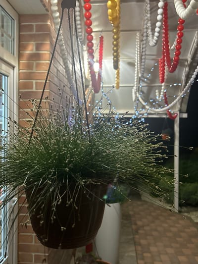 This image depicts an outdoor setting at night, possibly a porch or patio, in the city of Agronom, Russia. In the foreground, a hanging potted plant with numerous thin, grass-like stems and small, fuzzy buds is visible. The pot is dark brown. Behind the plant, strings of decorative beads in red, white, and yellow are suspended overhead. There are also strings of small blue lights, likely fairy lights, draped along a structure. The background shows a brick wall to the left, a paved walkway with reddish-brown bricks, and foliage to the right. A window with a white frame is also visible on the left. The overall lighting is dim, with the blue lights and bead decorations contributing to the illumination. There are no people or animals clearly visible in the frame.