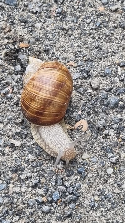 A snail is on a gravel surface. The snail's shell is coiled and has brown stripes. The snail's body is visible and appears to be light-colored. The snail has two tentacles extended. The background is composed of various sizes of gray and black gravel with some smaller lighter-colored stones. The image is taken from a top-down perspective.