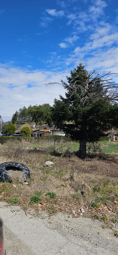 The image shows a rural or semi-rural scene near Slatino, Bulgaria. A large evergreen tree with a substantial amount of dead branches dominates the upper left of the frame. To the right of the tree is an area of overgrown vegetation consisting of dried grasses, weeds, and small shrubs. In the background, a residential structure with a brown roof and light-colored siding is partially visible, obscured by trees. In the foreground, adjacent to a gravel road, is a discarded tire, possibly used. The sky is blue with scattered white clouds. No people are visible in the image.