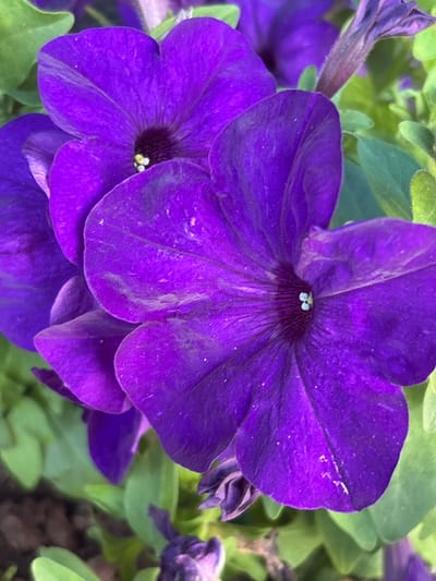 This is a close-up, medium-shot photograph of several vibrant purple petunia flowers. The flowers dominate the frame, with their velvety petals rendered in rich shades of violet and deep purple. The foreground features two fully opened flowers, their trumpet-like shapes revealing the delicate structures within, including light yellow stamens. A third flower, partially open, is visible in the upper right, and another bloom, appearing to be in the process of wilting or closing, is seen at the top left. The background consists of blurred green foliage and hints of darker earth, suggesting a garden or outdoor setting. Tiny white specks are visible on the petals, possibly dust or pollen. The lighting appears to be natural, casting soft shadows and highlighting the textures of the petals. There is no visible text. The image conveys a sense of natural beauty and the ephemeral quality of flowers.