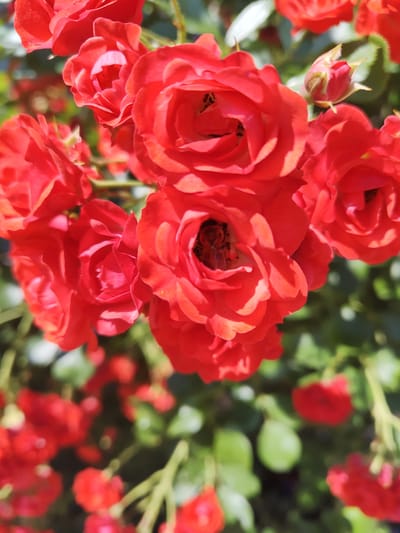 The image showcases a cluster of vibrant red roses in full bloom, their petals unfurling in intricate patterns. The focus is on several roses in the foreground, with their rich red hues dominating the frame. Some of the roses are fully open, revealing their centers, where tiny specks of pollen and some insect activity are visible. One rosebud, a lighter shade of red and still closed, is also present, hinting at future blossoms. The background is a soft blur of green foliage and more red flowers, creating a sense of depth and abundance. The lighting suggests it is daytime, with sunlight illuminating the petals and creating soft shadows, highlighting the texture and volume of the flowers. The scene is likely an outdoor garden or a park in Recea, Moldova, given the context. There is no text visible in the image. The overall impression is one of natural beauty and the vibrant energy of a blooming garden on a pleasant day.